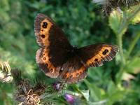 Erebia ligea - Arran Brown