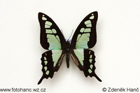 Graphium cloanthus
