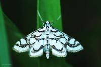 Nymphula nitidulata - Beautiful China-mark