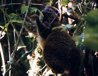 Grey gentle lemur (Hapalemur griseus)