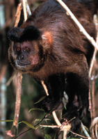 Tufted capuchin (Cebus apella)