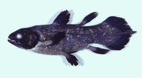 Latimeria chalumnae, Coelacanth: