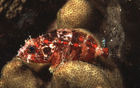 Scorpaenodes guamensis, Guam scorpionfish: