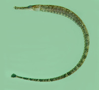 Hippichthys spicifer, Bellybarred pipefish: