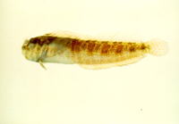 Mimoblennius atrocinctus, :