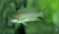 Neolamprologus olivaceous, :