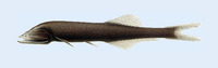 Cyclothone obscura, :