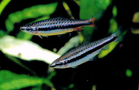 Nannostomus nitidus, Shining pencilfish: