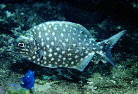 Kyphosus elegans, Cortez sea chub: fisheries