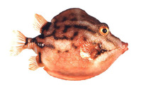 Anoplocapros lenticularis, White-barred boxfish: