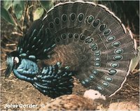 Palawan Peacock-Pheasant Polyplectron emphanum