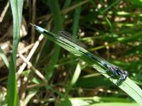 Coenagrion pulchellum - Variable Damselfly