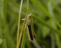 Omocestus viridulus - Common Green Grasshopper