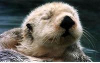 Image of: Enhydra lutris (sea otter)