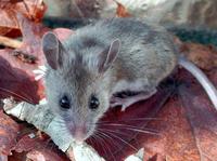 Image of: Peromyscus maniculatus (deer mouse)