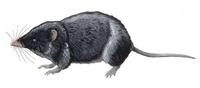 Image of: Ruwenzorisorex suncoides (Ruwenzori shrew)