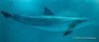 Image of: Tursiops truncatus (bottlenosed dolphin)