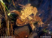 Bufo bufo - Common European Toad
