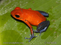 Dendrobates pumilio - Red Poison Dart Frog