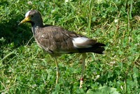 Vanellus senegallus - Wattled Lapwing