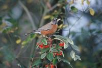 Turdus migratorius - American Robin