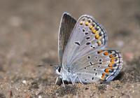 Image of: Lycaena melissa