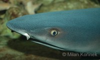 Triaenodon obesus - White Tip Reef Shark