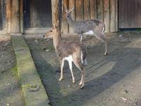 Redunca fulvorufula - Mountain Reedbuck