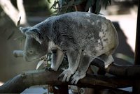 Phascolarctos cinereus - Koala