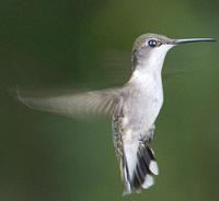 Image of: Archilochus colubris (ruby-throated hummingbird)