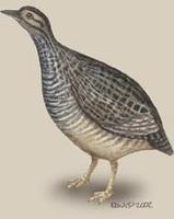 Image of: Nothoprocta cinerascens (brushland tinamou)