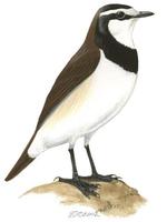 Image of: Oenanthe pileata (capped wheatear)