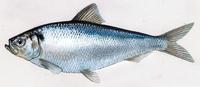 Image of: Alosa pseudoharengus (alewife)