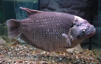 Osphronemus goramy - Giant Gourami