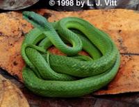 Image of: Philodryas viridissimus