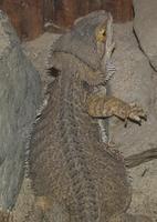 Image of: Pogona minor