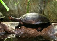 Podocnemis unifilis - Yellow-spotted Amazon Turtle