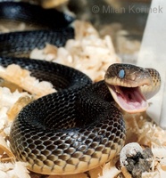 Zamenis longissimus - Aesculapean Snake
