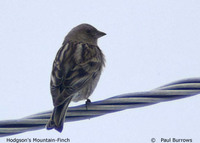 Plain Mountain Finch - Leucosticte nemoricola