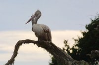 Spot-billed Pelican - Pelecanus philippensis