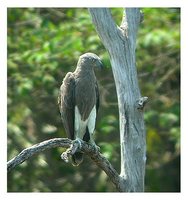 Lesser Fish-Eagle - Ichthyophaga humilis