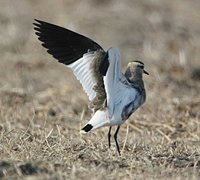 Sociable Lapwing - Vanellus gregarius