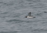 Common Murre - Uria aalge