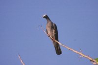 White-crowned Pigeon - Patagioenas leucocephala