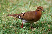 Zenaida Dove - Zenaida aurita