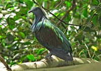 Nicobar Pigeon - Caloenas nicobarica