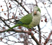 Monk Parakeet - Myiopsitta monachus