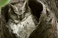 Indian Scops-Owl - Otus bakkamoena