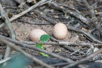 Pauraque - Nyctidromus albicollis