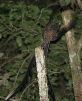 Lyre-tailed Nightjar - Uropsalis lyra